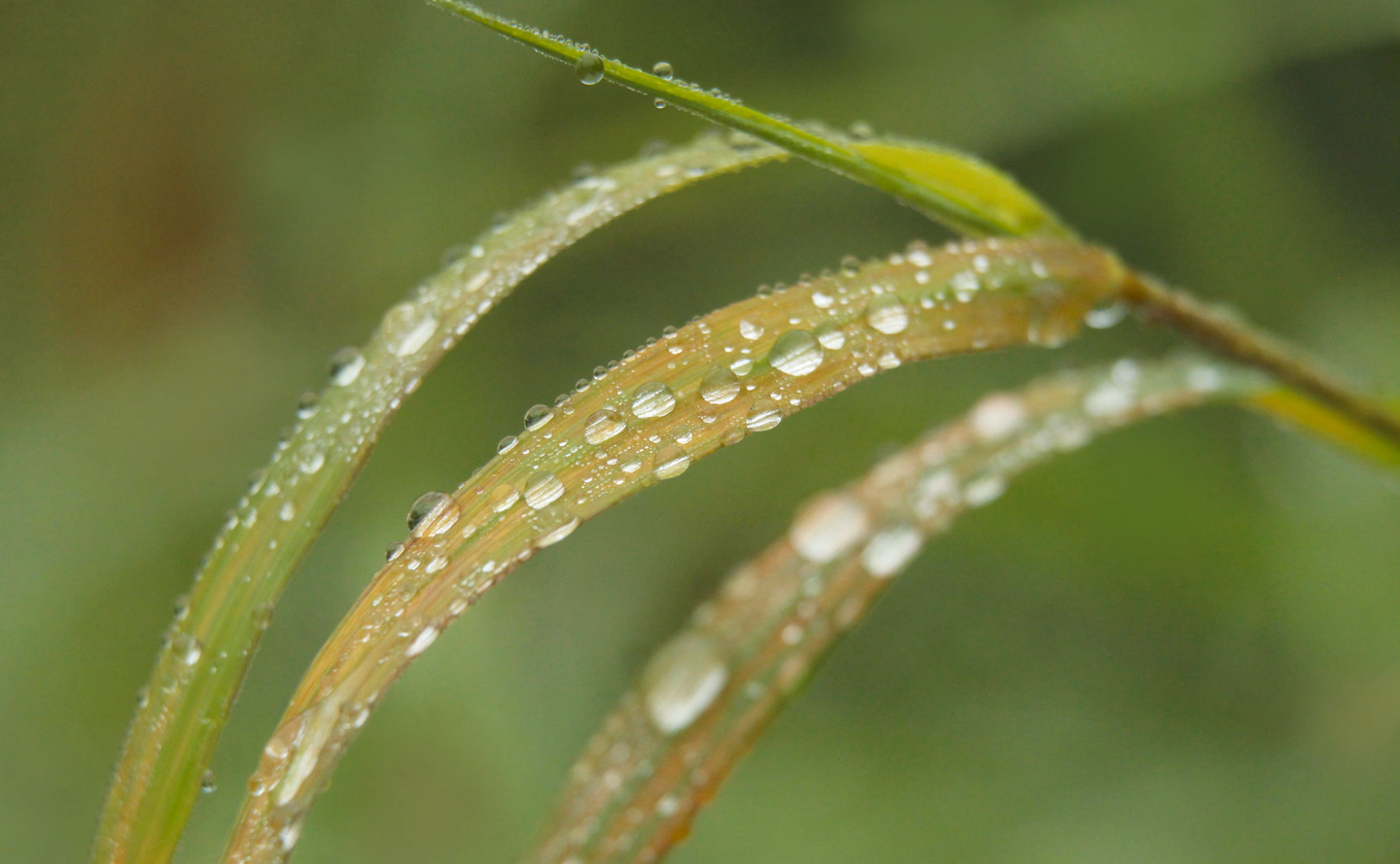Close view of grass blades beaded with dew