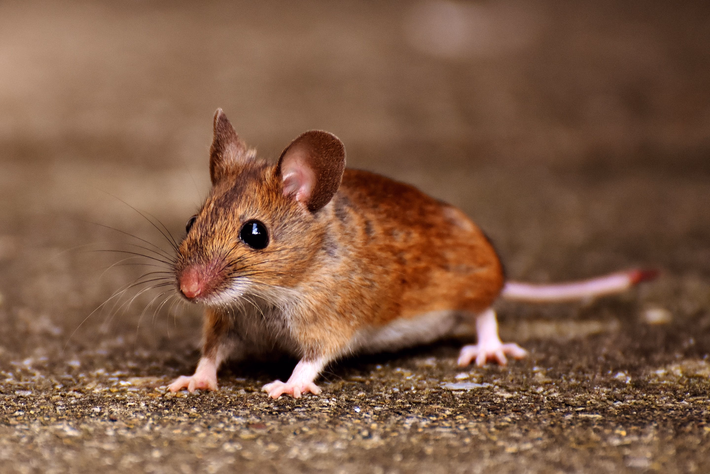 A small brown mouse with large ears and long whiskers crouched on a rough concrete floor