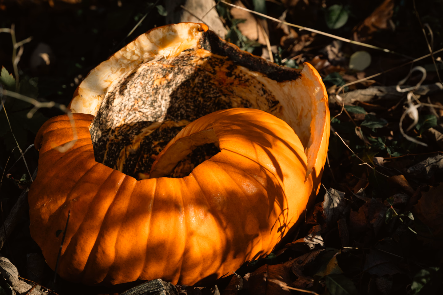 A split, decaying orange pumpkin lying among dark leaves on the forest floor, its flesh gray and sunken