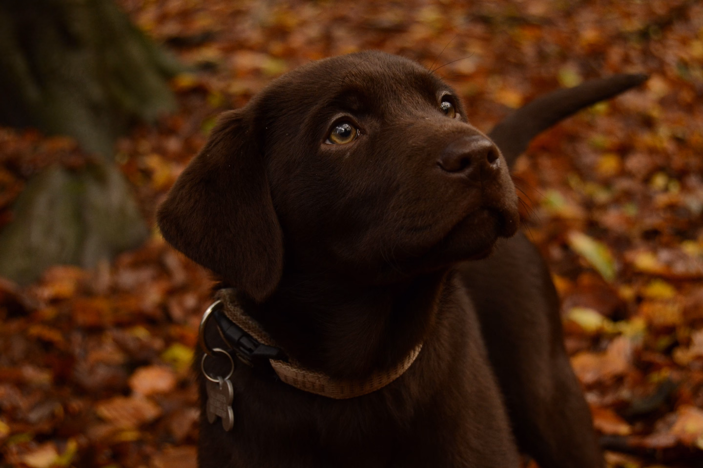 A chocolate Labrador puppy with a collar and tag looking up, sitting in fallen autumn leaves