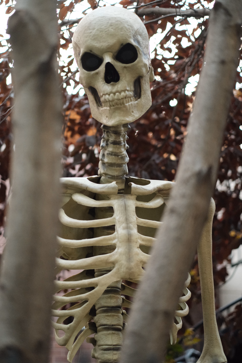 Close-up of a life-size skeleton's skull and rib cage peering out between two pale tree trunks, dark red leaves behind it