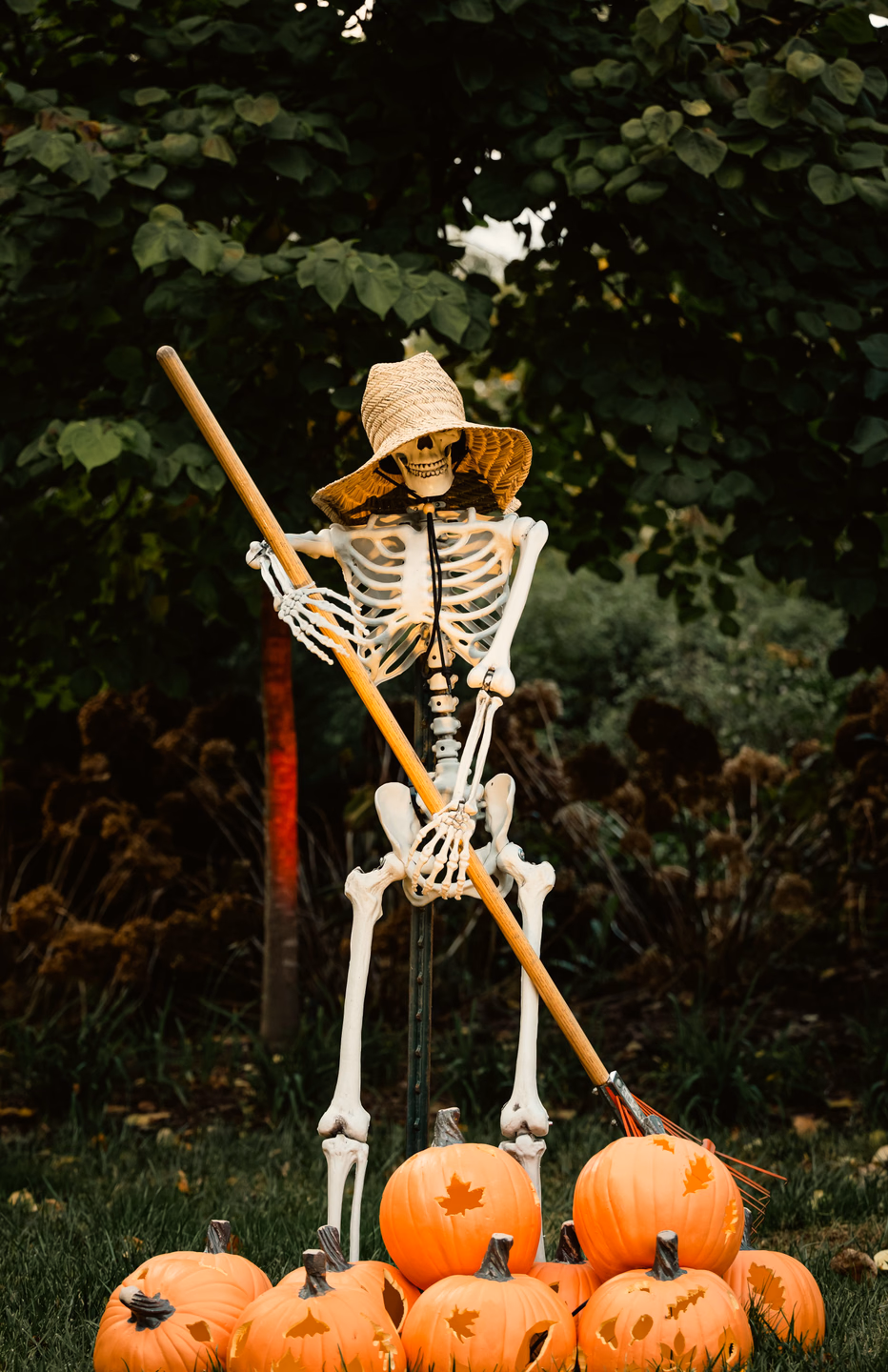 A skeleton in a straw hat standing on a lawn holding a long wooden rake, a pile of carved pumpkins at its feet and dark shrubs behind