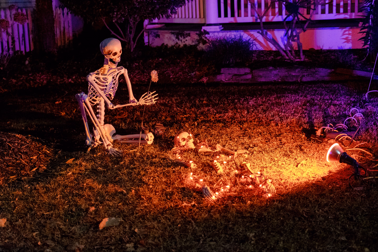 A seated skeleton decoration in a front yard at night, lit from the ground by an orange spotlight with purple light on the house behind