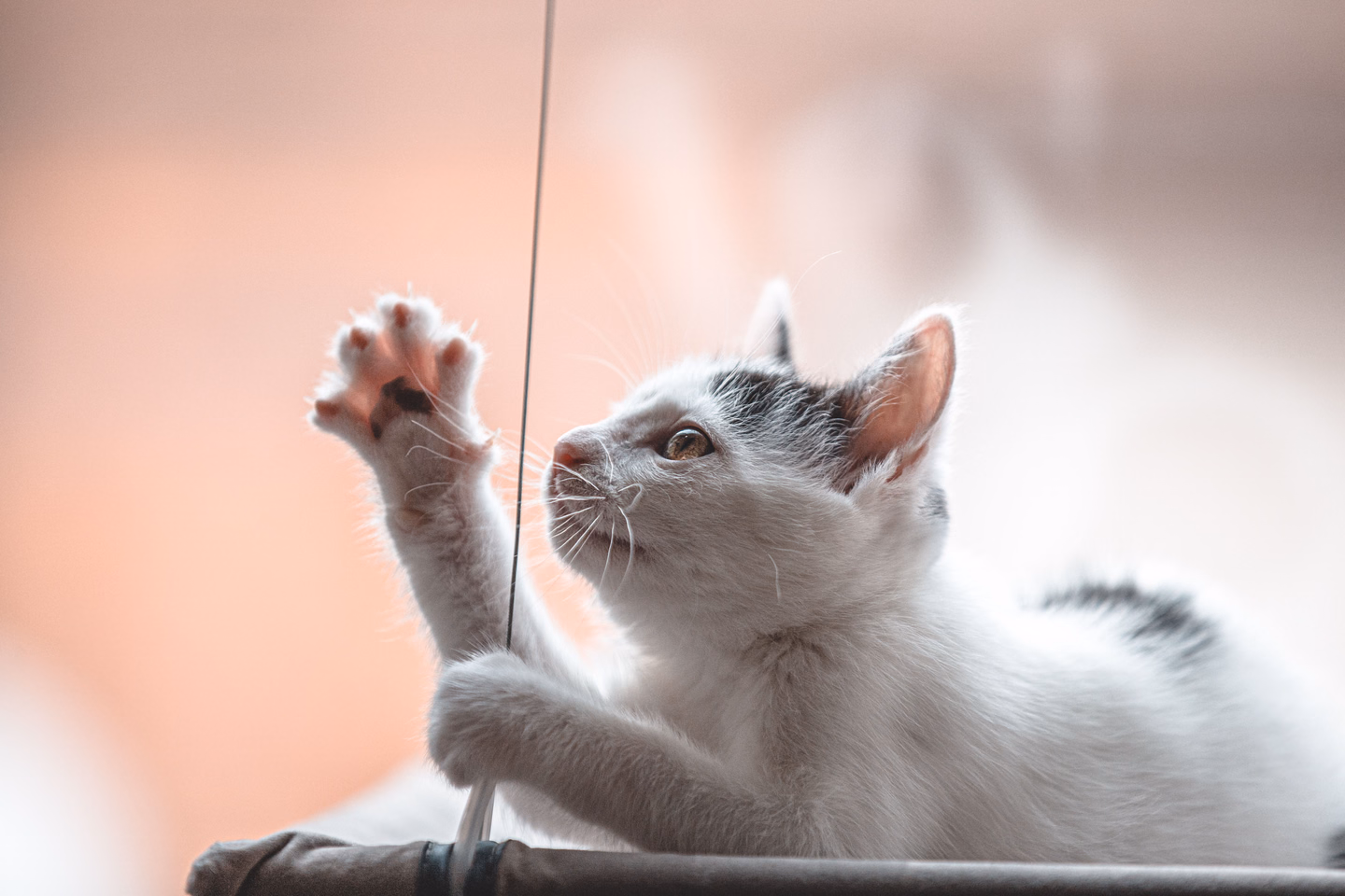 A white kitten reaching up with one paw to bat at a dangling string