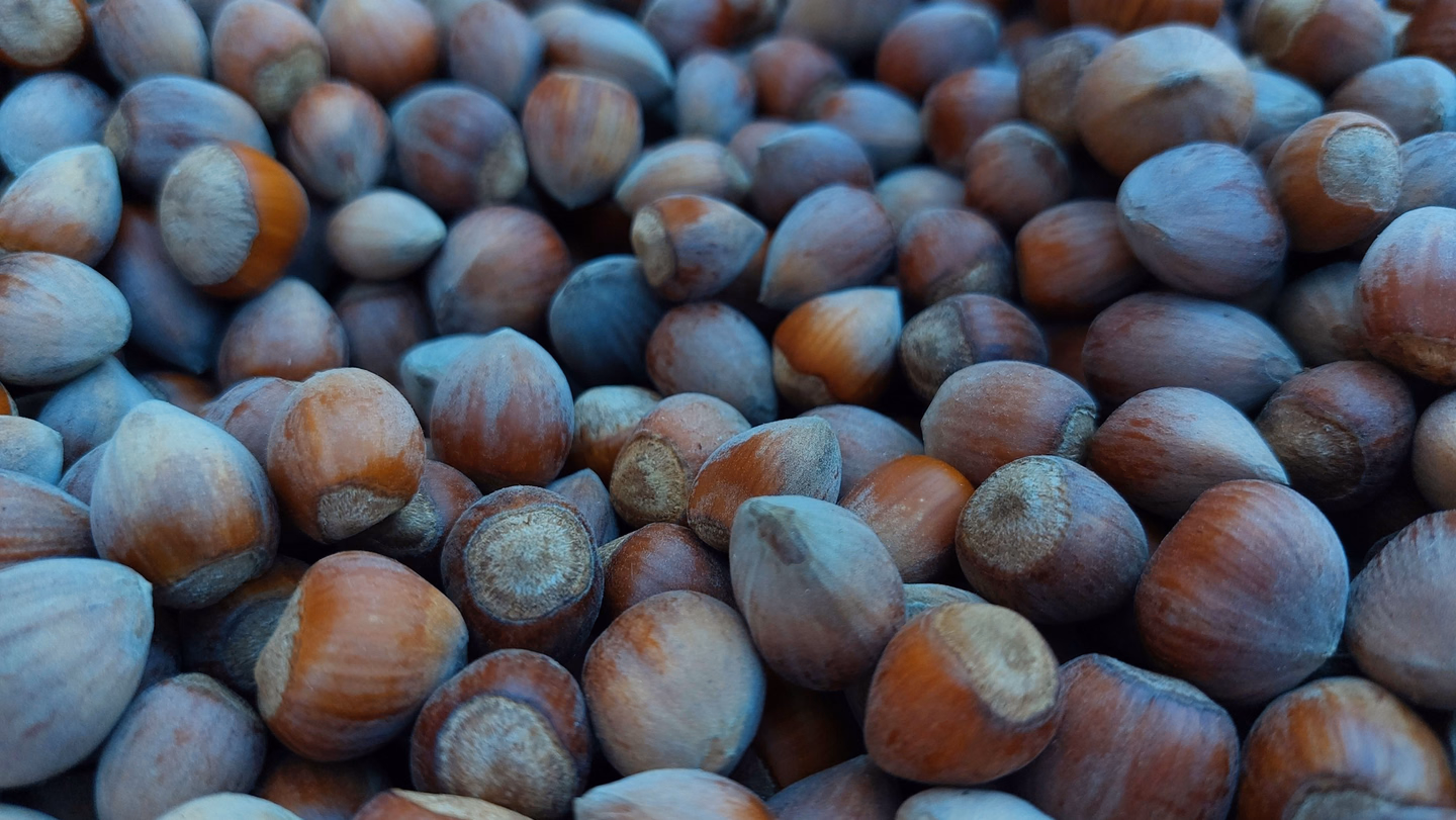 A close heap of hazelnuts in their shells, brown with pale tops, filling the frame