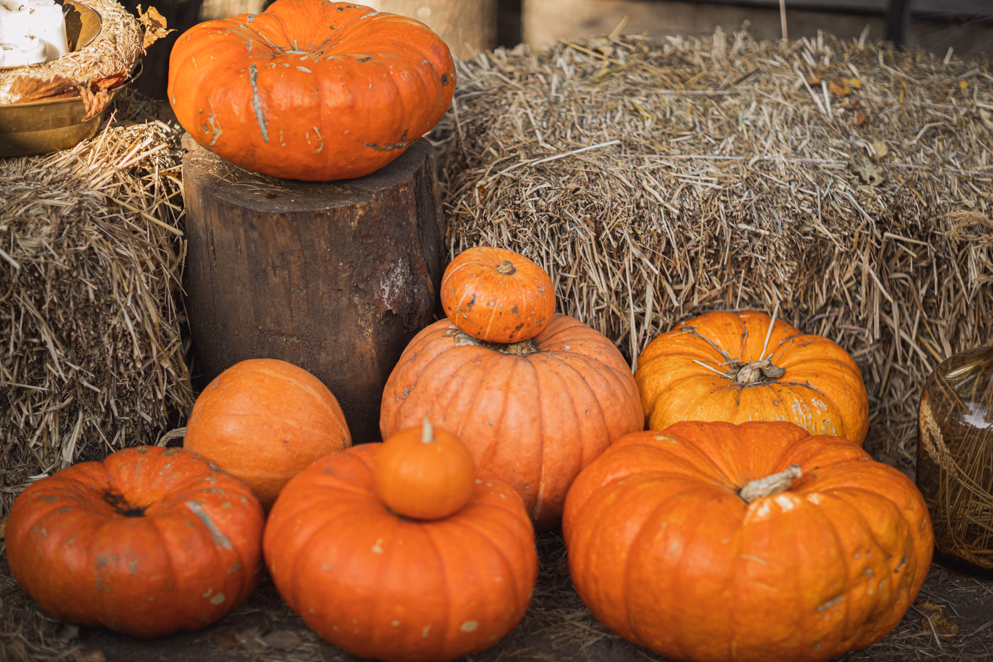 Orange heirloom pumpkins of different sizes stacked on and around straw bales and a tree stump
