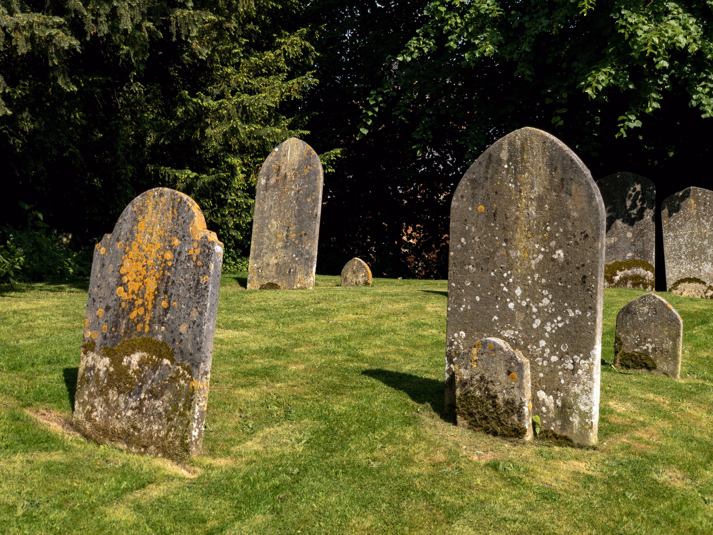 Old round-topped headstones on a sunny mown lawn, blotched with orange and white lichen, with green moss thick along the base of the nearest stone and a small footstone in front of another