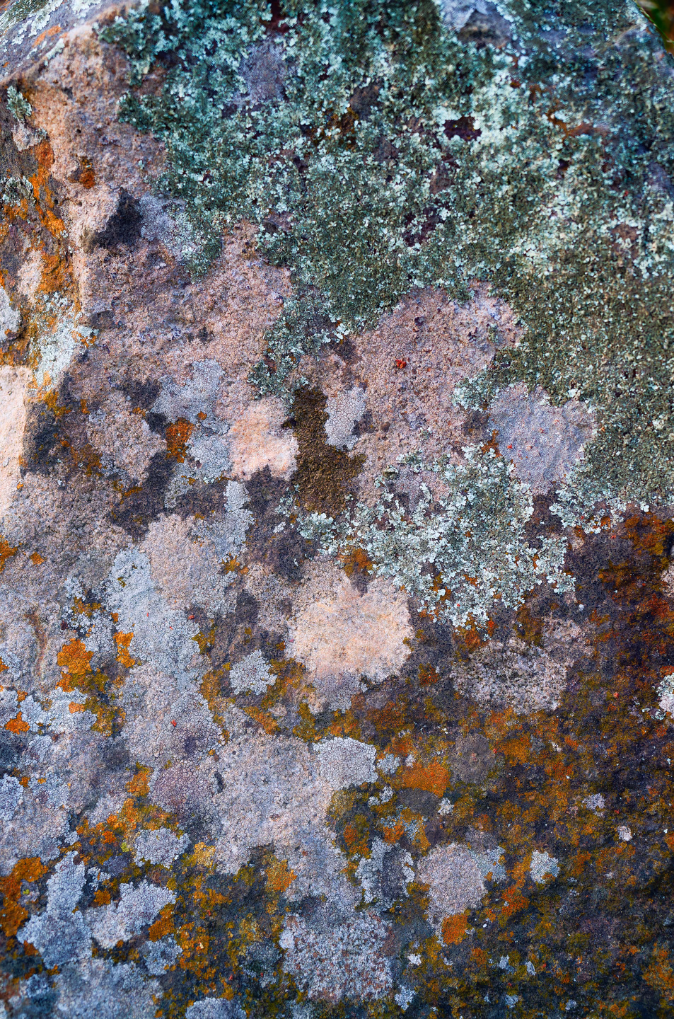 Close-up of a rock surface patched with pale gray-green, white, pink-gray and bright orange lichen in overlapping rounded blotches